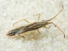 Attēlu rezultāti vaicājumam “Myrmus miriformis”