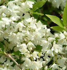 Attēlu rezultāti vaicājumam “Philadelphus lemoinei”