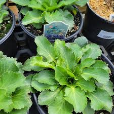 Image result for Eryngium `Blue Hobbit`