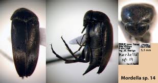 Attēlu rezultāti vaicājumam “Mordella sp.”