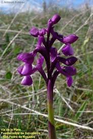 Attēlu rezultāti vaicājumam “Orchis morio”