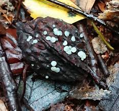 Attēlu rezultāti vaicājumam “Hymenoscyphus fructigenus”