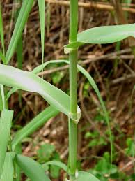 Attēlu rezultāti vaicājumam “Phragmites communis leaf”
