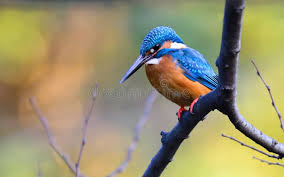 Attēlu rezultāti vaicājumam “Alcedo atthis adult”