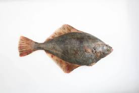 Image result for Platichthys flesus