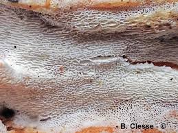 Attēlu rezultāti vaicājumam “Sidera lenis”