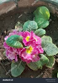 Attēlu rezultāti vaicājumam “Primula x polyantha”