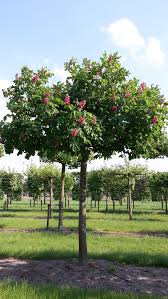 Attēlu rezultāti vaicājumam “Aesculus x hybrida”