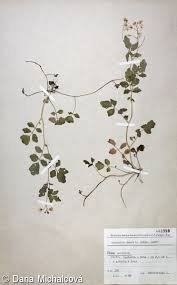 Attēlu rezultāti vaicājumam “Cardamine amara”