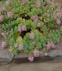 Attēlu rezultāti vaicājumam “Cribraria oregana”