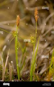 Attēlu rezultāti vaicājumam “Carex lepidocarpa”