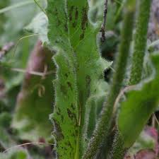 Attēlu rezultāti vaicājumam “Hypochaeris maculata”