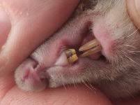 Картинки по запросу белку зажевало в диск