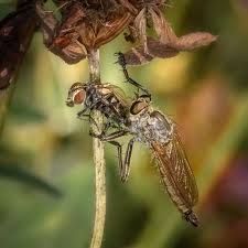 Attēlu rezultāti vaicājumam “Asilus crabroniformis”