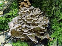 Attēlu rezultāti vaicājumam “Grifola frondosa”