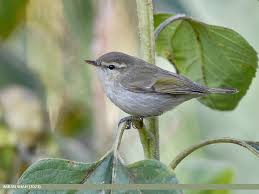 Attēlu rezultāti vaicājumam “Phylloscopus trochiloides”