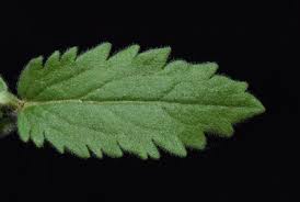Attēlu rezultāti vaicājumam “Veronica austriaca subsp. teucrium leaf”