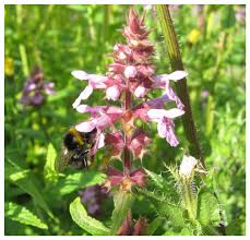 Attēlu rezultāti vaicājumam “Stachys palustris fruit”