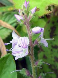 Image result for Veronica officinalis