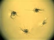 Image result for Chionoecetes opilio