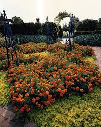 Image result for Tagetes patula