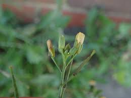 Attēlu rezultāti vaicājumam “Diplotaxis muralis flower”