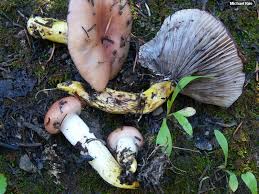 Attēlu rezultāti vaicājumam “Gomphidius roseus”