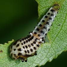 Attēlu rezultāti vaicājumam “Chrysomela vigintipunctata”