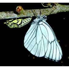 Attēlu rezultāti vaicājumam “Aporia crataegi pupa”