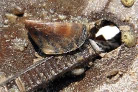 Attēlu rezultāti vaicājumam “Dreissena polymorpha”