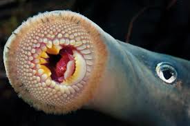 Attēlu rezultāti vaicājumam “Cystiphora sanguinea”