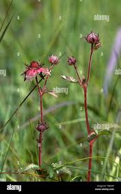 Attēlu rezultāti vaicājumam “Comarum palustre leaf”