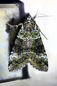 Attēlu rezultāti vaicājumam “Anaplectoides prasina”