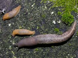 Attēlu rezultāti vaicājumam “Limax cinereoniger”