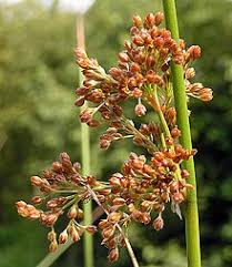 Attēlu rezultāti vaicājumam “Juncus nastanthus”