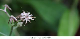 Attēlu rezultāti vaicājumam “Origanum majorana flower”