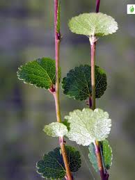 Attēlu rezultāti vaicājumam “Betula nana flower”