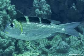 Image result for Monotaxis grandoculis