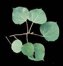 Attēlu rezultāti vaicājumam “Populus tremula leaf”