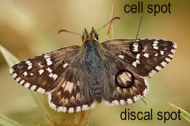 Attēlu rezultāti vaicājumam “Pyrgus serratulae upperside”