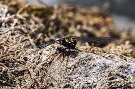 Attēlu rezultāti vaicājumam “Libellula depressa male”