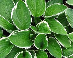 Image result for Hosta fortunei albomarginata