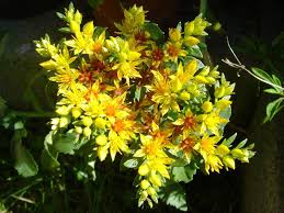 Attēlu rezultāti vaicājumam “Sedum aizoon”