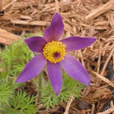 Attēlu rezultāti vaicājumam “Pulsatilla vulgaris flower”