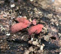 Attēlu rezultāti vaicājumam “Arcyria affinis”