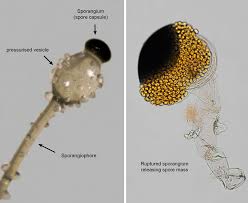 Attēlu rezultāti vaicājumam “Pilobolus crystallinus”