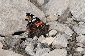 Attēlu rezultāti vaicājumam “Vanessa atalanta upperside”