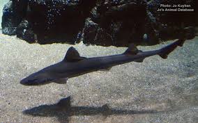 Image result for Mustelus antarcticus