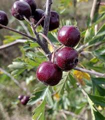 Attēlu rezultāti vaicājumam “Crataegus macracantha fruit”