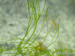 Attēlu rezultāti vaicājumam “Nitella flexilis”